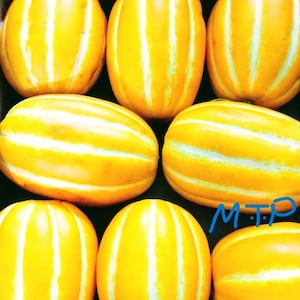 May include: A group of eight yellow cantaloupe melons with white stripes. The melons are arranged in a box.