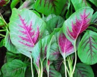 Red stripes amaranth, Yin choi, Chinese Spinach, Amaranthus tricolor Seeds , efo tete, callaloo, Amaranthus, alefo, efo, bayam, efo shoko)