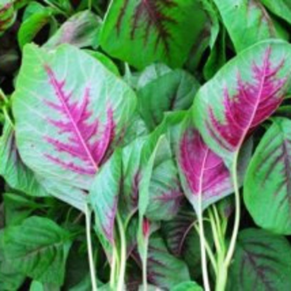 Red stripes amaranth, Yin choi, Chinese Spinach, Amaranthus tricolor Seeds , efo tete, callaloo, Amaranthus, alefo, efo, bayam, efo shoko)