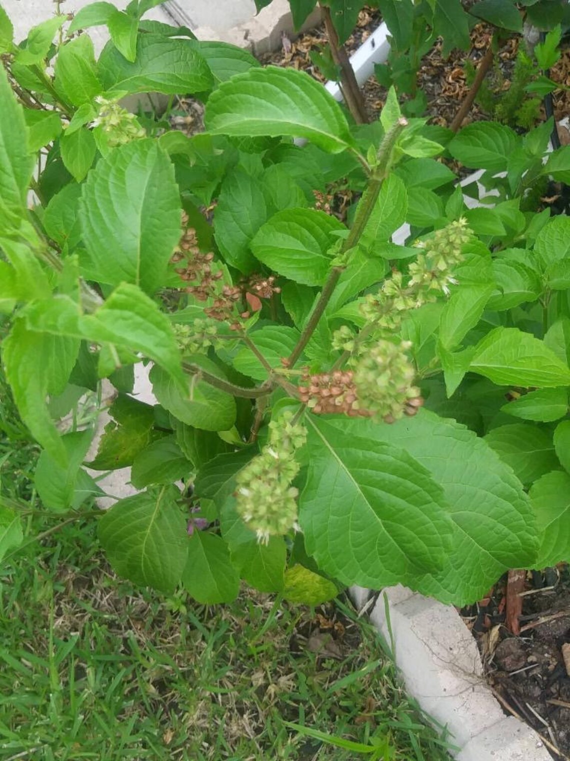 Scent Leaf SEEDS Clove Basil African Basil Nchanwu Efirin Etsy
