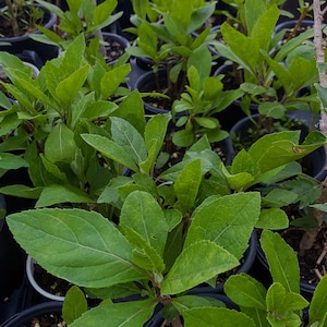 Puede incluir: Primer plano de varias plantas en macetas con hojas de color verde vibrante. Las hojas son anchas y texturizadas, con venas visibles. Las plantas están en macetas de plástico negro, lo que sugiere un vivero o jardín.