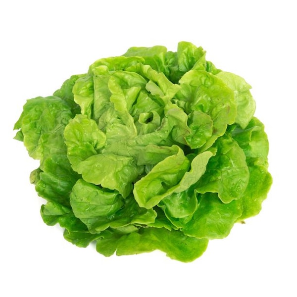 Tom Thumb Lettuce Seeds - Vegetable Garden Seeds - Lettuce Seeds - Garden Vegetable