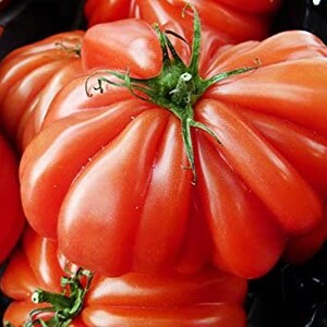 May include: Close-up of several large, red heirloom tomatoes. The tomatoes have a deep red color and a wrinkled, textured skin.