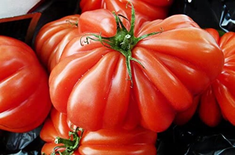 May include: Close-up of several large, red heirloom tomatoes. The tomatoes have a deep red color and a wrinkled, textured skin.