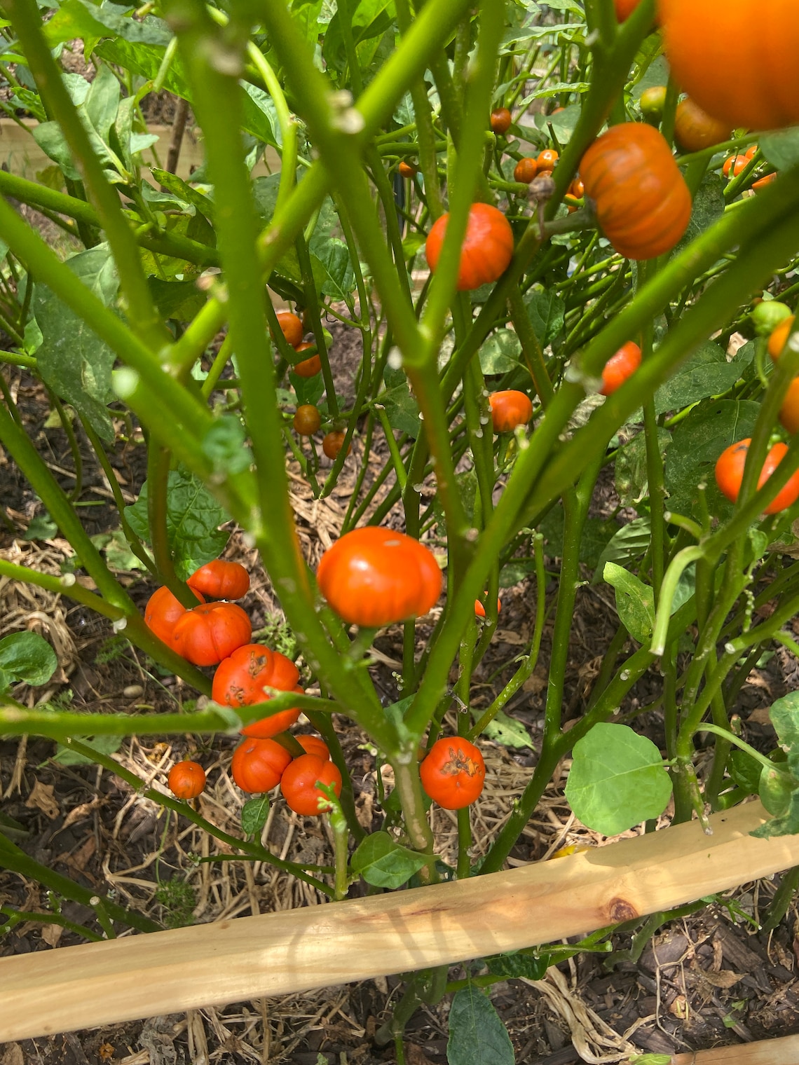 African Garden Egg SEEDS African eggplant Nigerian Garden Etsy