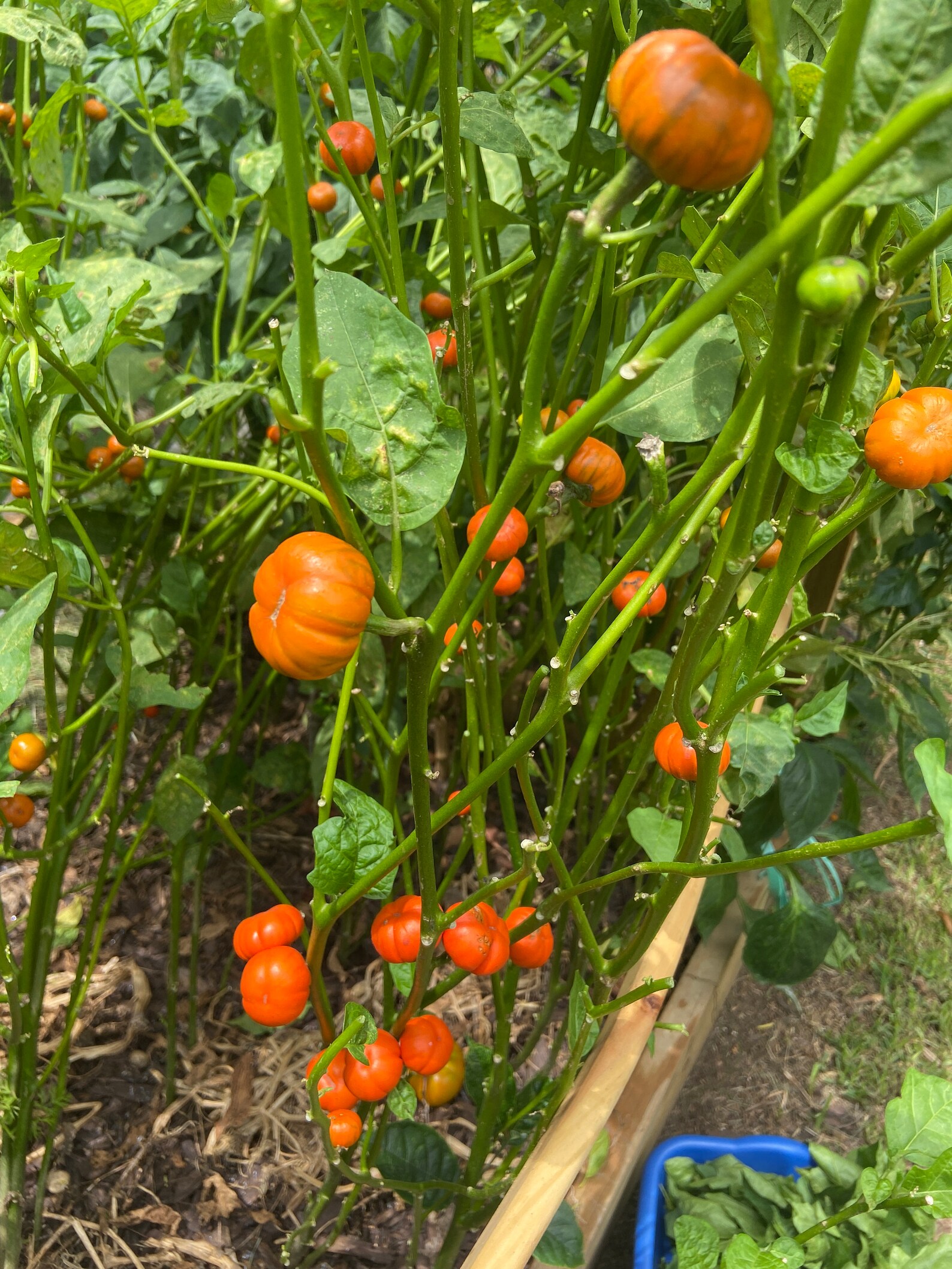 African Garden Egg SEEDS african Eggplant, Nigerian Garden Egg, Anyara