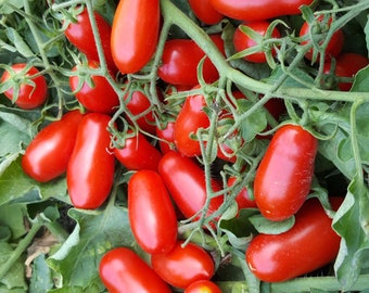 Mini San Marzano Tomato Seeds.