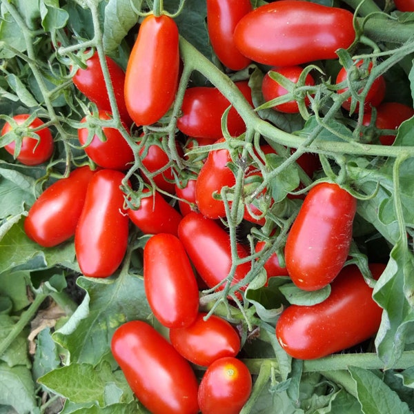 Mini San Marzano Tomato Seeds.