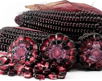 May include: Close-up of several ears of purple corn, some whole and some cut open to reveal the kernels. The kernels are a deep purple color, and the husks are a reddish-purple. The corn is displayed against a white background.