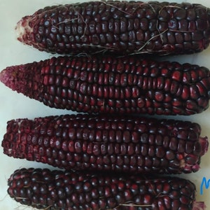 May include: Four ears of purple corn, also known as black corn, are arranged vertically on a white surface. The corn is fresh and has a deep purple hue.