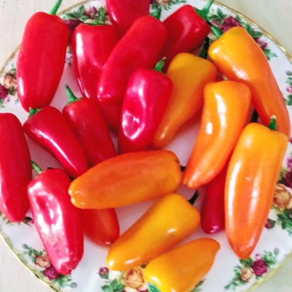 MIXED Lunchbox snack pepper seeds;  Red, Yellow, and Orange, Capsicum annuum