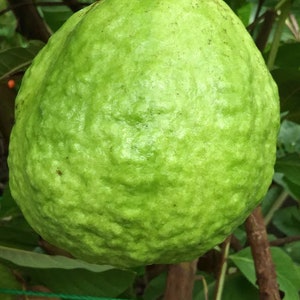 White Flesh Guava Seeds, Thai Guava Seeds
