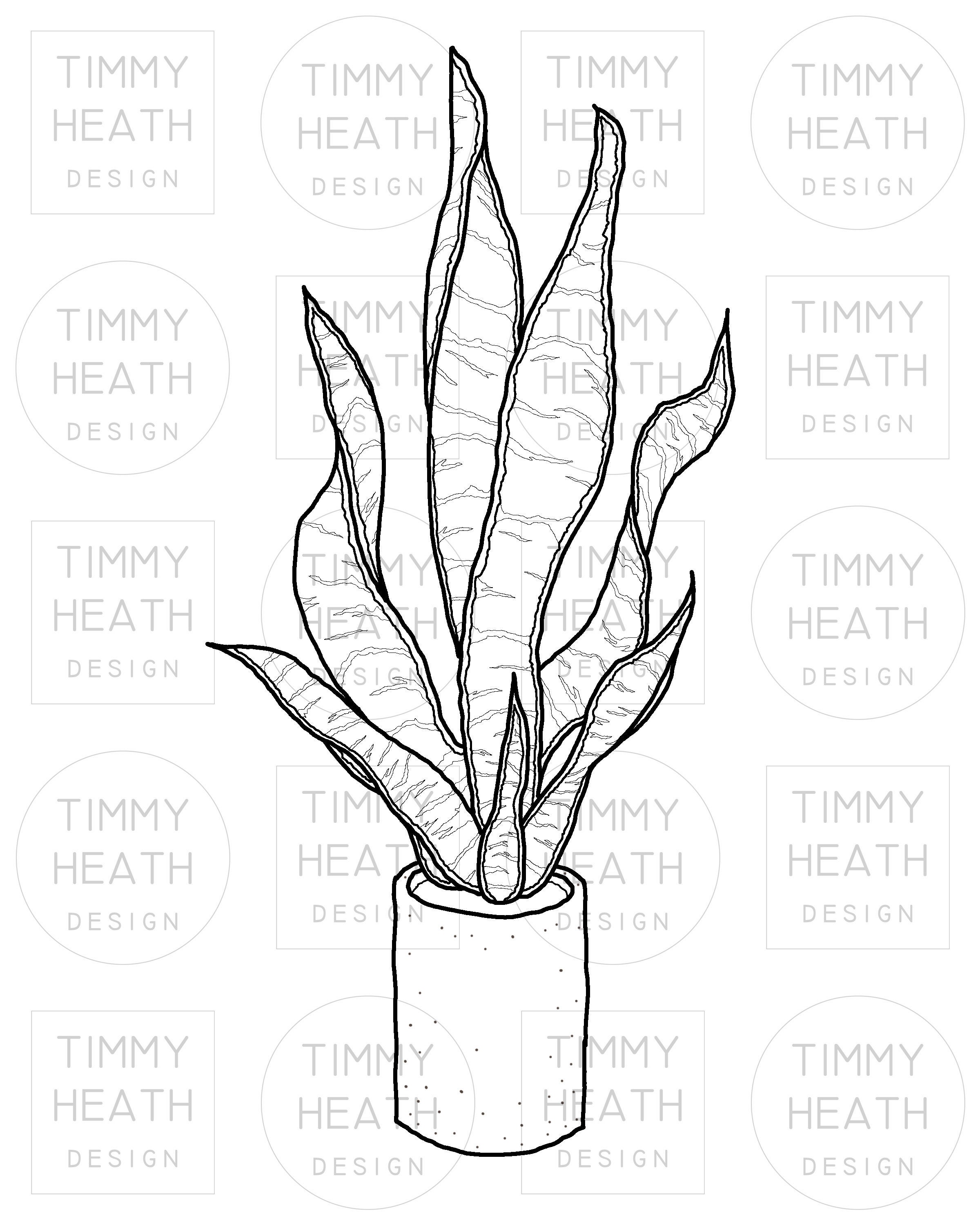 Snake Plant drawing vector illustration - stock vector 5010201 | Crushpixel