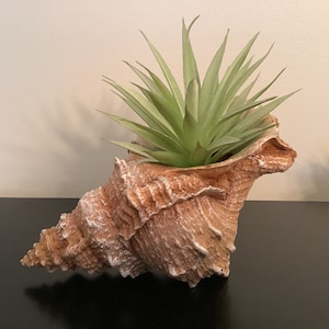 May include: A large, brown seashell planter with a green succulent plant growing inside. The seashell is textured and has a natural, organic look.
