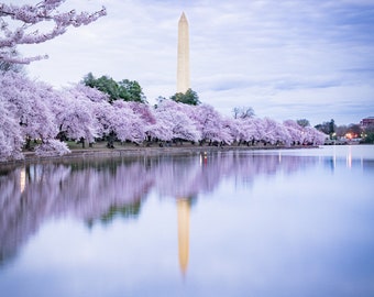 PHOTO | Cherry Blossoms in Washington D.C. 2022 | Paper, Canvas & Foam Board Prints  | Always FREE Photo Shipping!