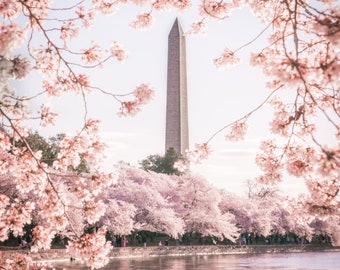 PHOTO | Washington D.C. Cherry Blossom Festival | Paper, Canvas & Foam Board Prints