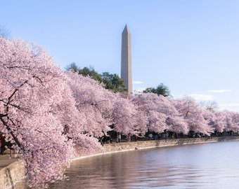 PHOTO | Washington D.C. Cherry Blossom Festival | Paper, Canvas & Foam Board Prints