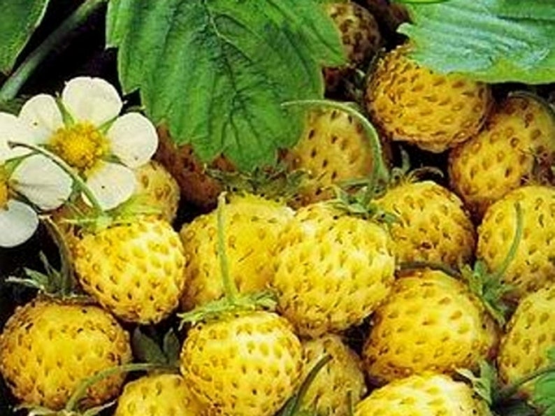 Strawberry Seeds Berries Seeds Yellow Miracle Heirloom