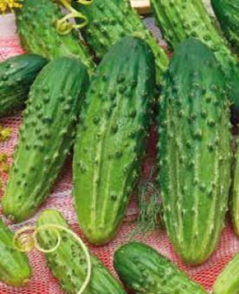 Natural Vegetable Heirloom Seed from Ukraine Average Rare Seeds Cucumber Game
