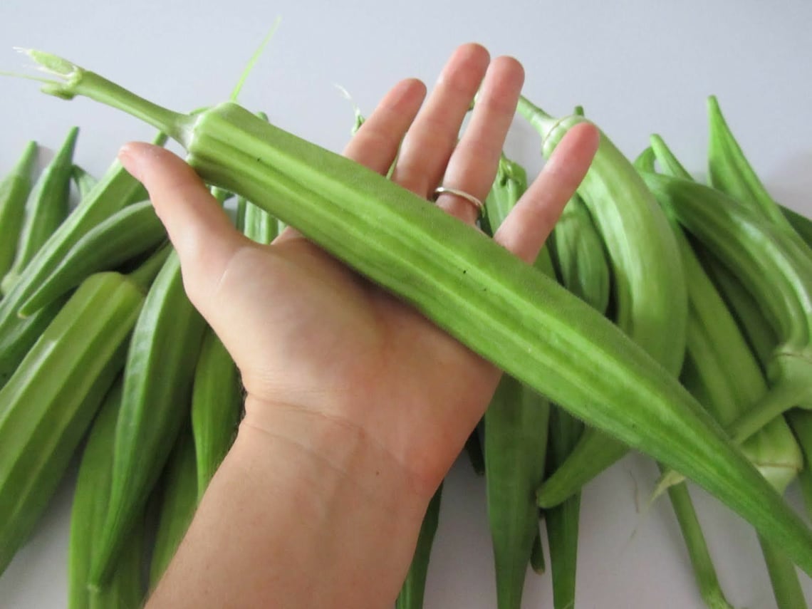 Okra Seeds Rare Organic Gumbo Vegetable Heirloom Natural Seeds Etsy