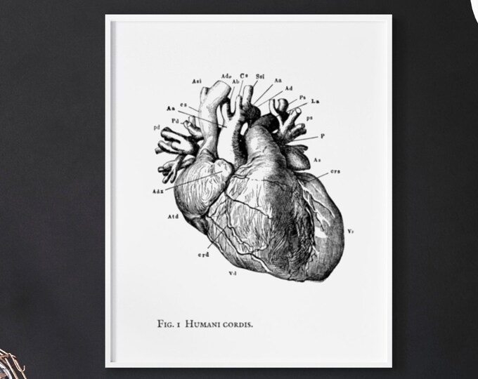 Anatomical Heart Illustration Wall Art Print, Printable - Etsy