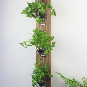 Wall Hanging Herb Garden with Rustic Glass Pots, Kitchen Decor, Green Fingers, Herbs and Spices, Home decor, Housewarming Gift