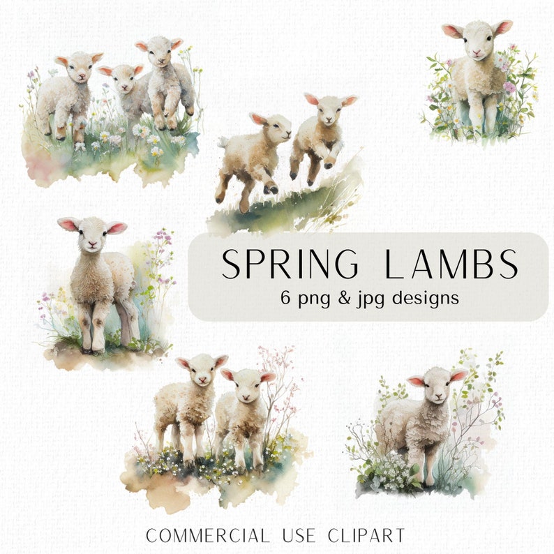 May include: Six watercolor illustrations of spring lambs in various poses. The lambs are white with soft features and are surrounded by green grass and wildflowers. The text "SPRING LAMBS" and "6 png & jpg designs" is displayed in a light gray rectangle.
