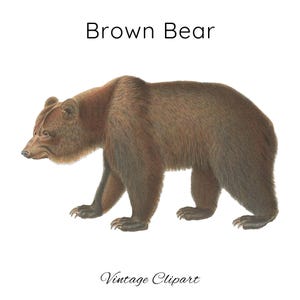 Clipart ours brun, ours png, illustration d'ours, animal de la forêt, clipart carte d'anniversaire ours, idées de sublimation, art ours imprimable vintage
