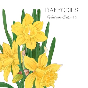 Jonquille jaune png, clipart botanique, clipart floral jaune, fleur jaune png, clipart jonquille, fleurs de Pâques, fête des mères, fleur jaune