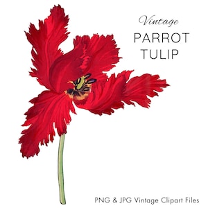 Rote Vintage Papageientulpe, japanische Blumenkunst, rote Blume Clipart, rote Tulpe png, einzelne rote Blume, Tulpe Illustration, Tulpe druckbare Kunst