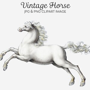 Vintage paard clipart, 16e eeuwse kunst, paard illustratie, wit paard, paard png, paard afbeelding, Joris Hoefnagel antieke kunst, clipart print