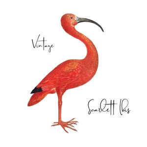 Scarlet Ibis Clipart, Bird Graphic, Ibis png, Maria Sibylla Merian Vintage Illustration, Commercial Use, Red Ibis Print, Digital Download