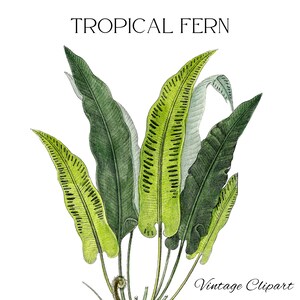 Clipart fougère tropicale, langue de cerf, feuilles vertes, nature, étiquette cadeau DIY, papeterie, carte de voeux, mini impression d'art, découpage, journalisation