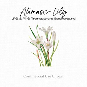 Fleur de Lys Atamasco, fleur blanche Clipart, Clipart d’Invitation de mariage, png de lys blanc, Clipart de lys blanc, impression de Lys, Mary Vaux Walcott