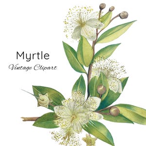 Imágenes prediseñadas de mirto, hierbas vintage png, flores de mirto, ramas de mirto, imágenes prediseñadas para etiquetas, collage, decoupage, revistas, páginas de scrapbooking