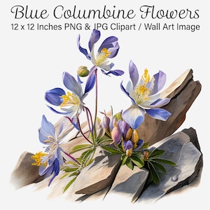 Akelei Blumen Clipart, Rocky Mountains Akelei Pflanzen Illustration, Akelei png, Blau Lila, Digitale Blumen, kommerzielle Nutzung