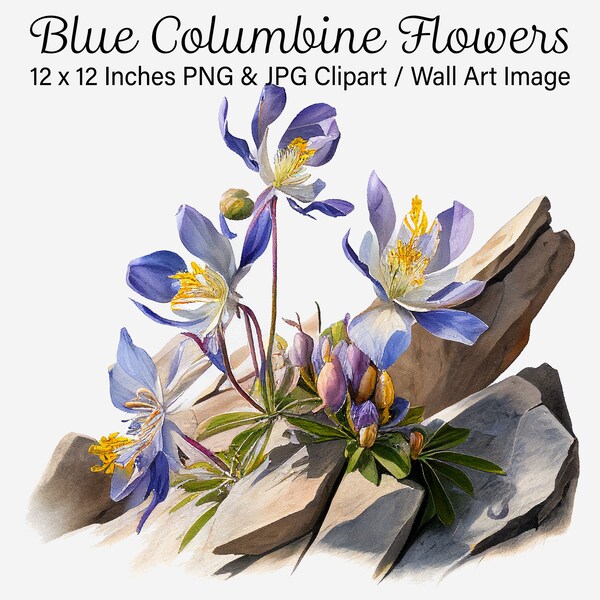 Blaue Akelei Blumen Clipart, Rocky Mountains Akelei Pflanze Illustration, Akelei png, blau lila, digitale Blumen, kommerzielle Nutzung