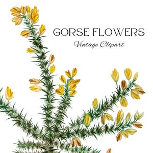 Clipart fleur d'ajonc, fleurs jaunes, étiquette cadeau DIY, papeterie, carte de voeux, mini impression d'art mural, éphémère, découpage, sublimation, png