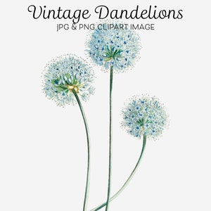 Pusteblume Druck, Pusteblume Clipart, Pusteblume PNG, Scrapbook, Collage, digitale Grafik, Vintage blaue Lauch Blume, Pusteblume Wand Kunst