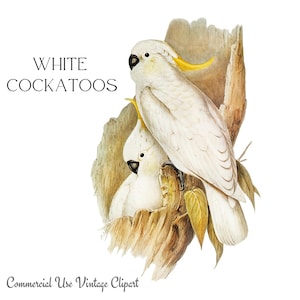 Cacatoès blancs oiseaux éphémères imprimables, oiseaux d'Australie, cacatoès png, clipart journal indésirable, scrapbooking, autocollants oiseaux, fabrication de cartes