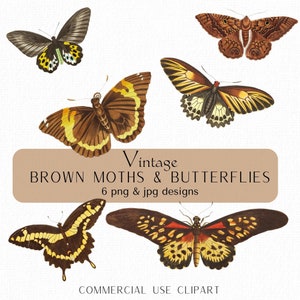 Braune Schmetterlinge und Motten Clipart-Set, Vintage Schmetterling Illustrationen, Schmetterlinge Png Motten Png, Digital Download Kommerzielle Nutzung Clipart