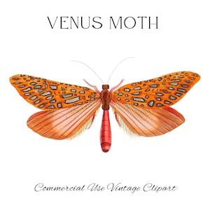 Motte Clipart, orange Venus Motte für Collage, Decoupage, Scrapbooking, Junk Journal, Motte Png, Postkarte Clipart Digital Download Printables