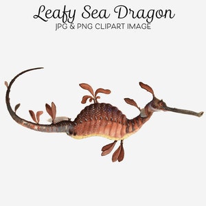 Leafy Sea Dragon Clipart, Weedy Seadragon, Australian Marine Life, Sealife Clipart for Crafts, Collage, Decoupage, Journalling Printables