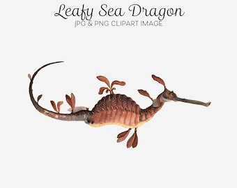 リーフィーシードラゴンのクリップアート、ウィーディシードラゴン、オーストラリアの海洋生物、工芸品、コラージュ、デコパージュ、ジャーナリング印刷物用の海の生物のクリップアート