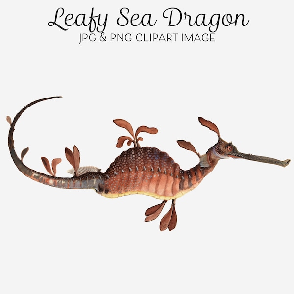 Leafy Sea Dragon Clipart, Weedy Seadragon, Australian Marine Life, Sealife Clipart for Crafts, Collage, Decoupage, Journalling Printables