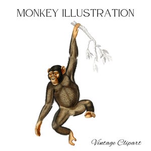 Singe Clipart singe Illustration singe png primates Clip Art primate png vintage singe Image singe impression graphique Clipart usage commercial
