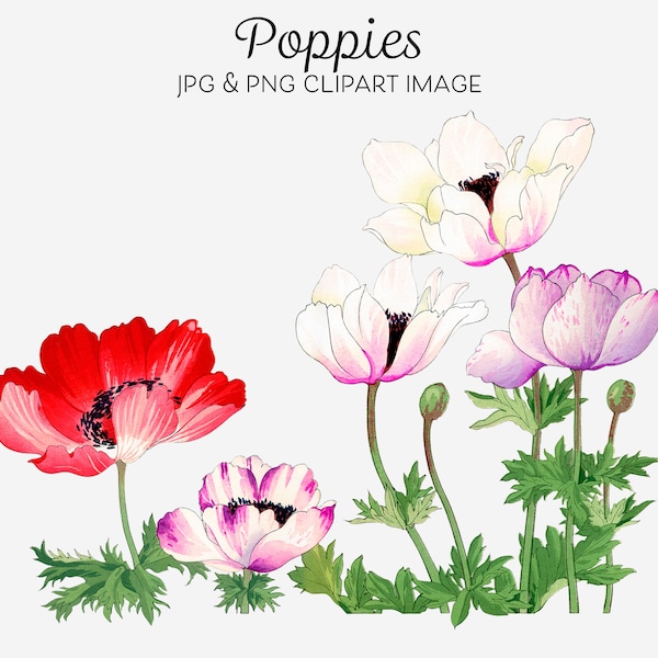 Poppy Clipart Poppy Flower Colourful Flowers Mothers Day Gift Ideas DIY Card Making Printable Clip Art Red Pink Green White Wild Poppies