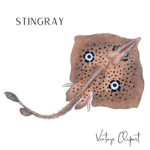 Stingray Clipart, Sea Animal png, Sting Ray png, Homelyn Mirror Ray, Printable Stingray png, Vintage Stingray Illustration, Digital Download