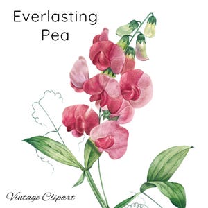 Immortelle pois fleurs png, illustration d'orchidée, papeterie de mariage, carte de voeux, étiquettes cadeaux, clipart plante orchidée, orchidée png, imprimable