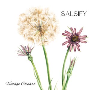 Clipart salsifis, fleur pourpre, clipart Tragopogon porrifolius pour créations artisanales, journal indésirable, sublimation, cartes, invitations, album d'art
